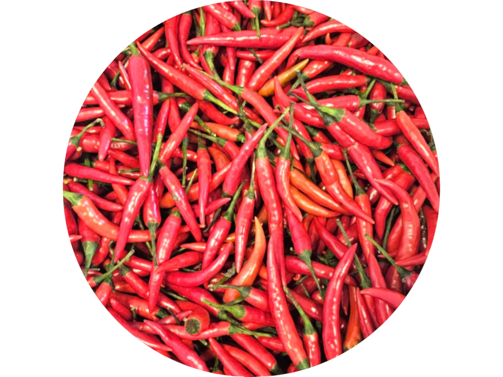 Chillies (1)