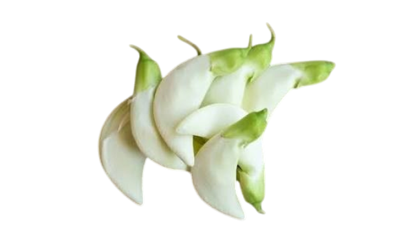 Sesban Flower _ Dok Kae (100g)