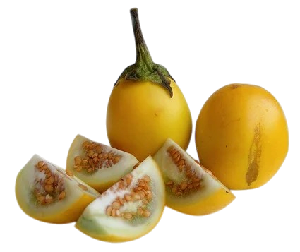 Yellow Eggs plant 100g