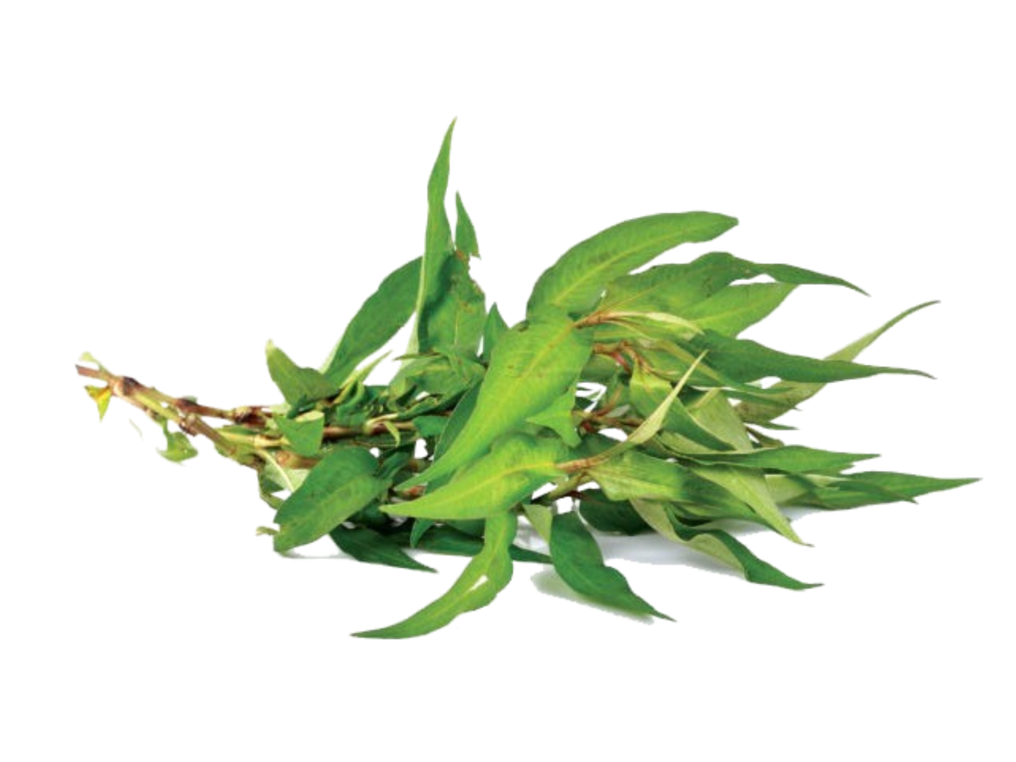 Pak Prawe Vietnamese coriander ผักแพว 100g