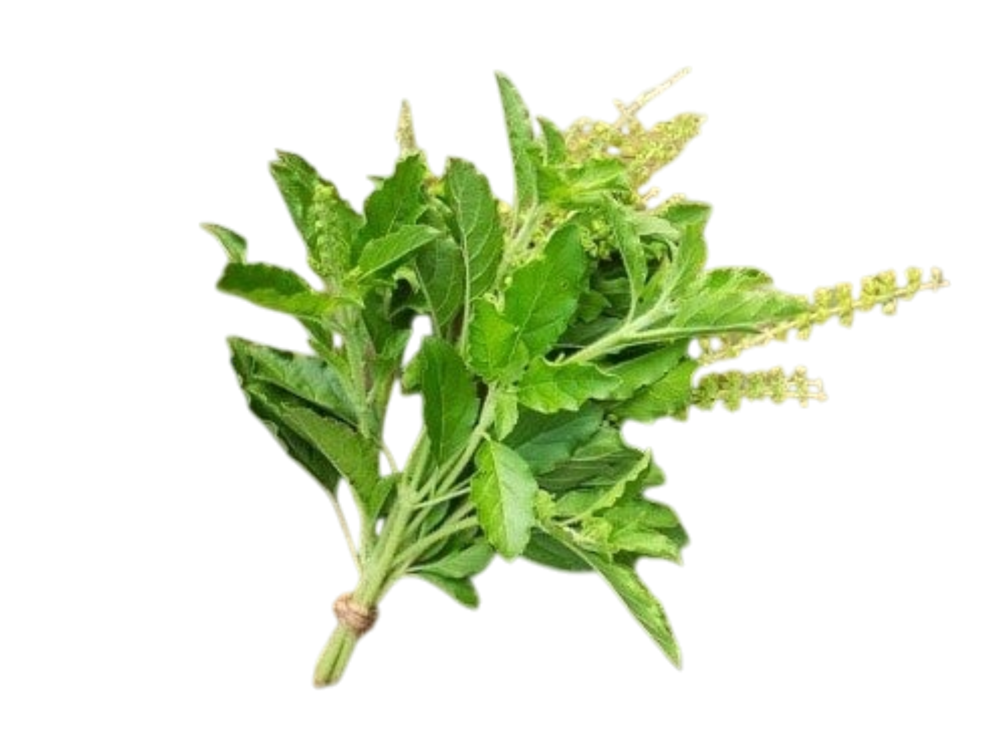 Holy Basil _Kra Poa 100g กระเพรา