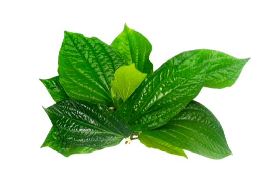 Cha Phlu Leaf _ใบชะพลู100g (1)