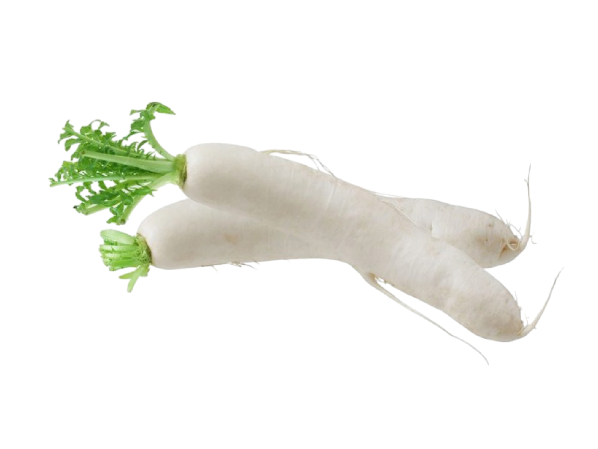 White Radish_Witter Radijs Wabu _per stuk (1)